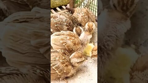 Baby feeding #baby #sindhiteetar #shorts #viral #trending #feeding