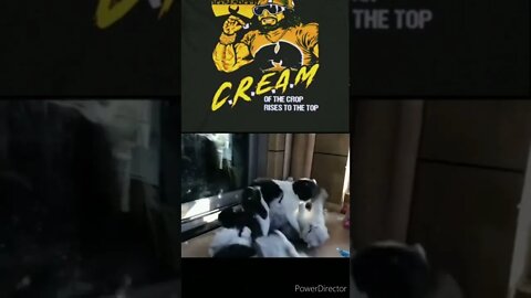 Cats throw down