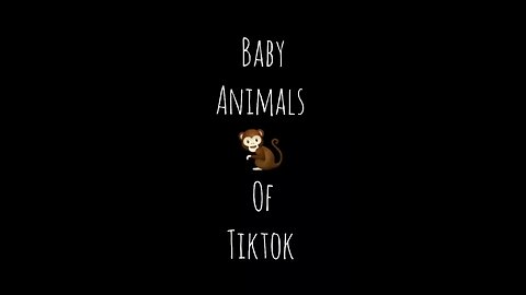 Funny animal video