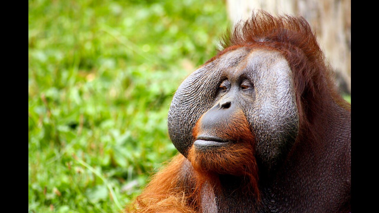 Orangutan || description, characteristics and facts.