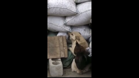Funny chicken vs dog video