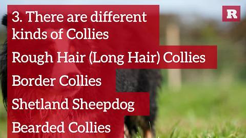 Fun and Lovable Facts on the Rough Hair Collie | Rare Animals