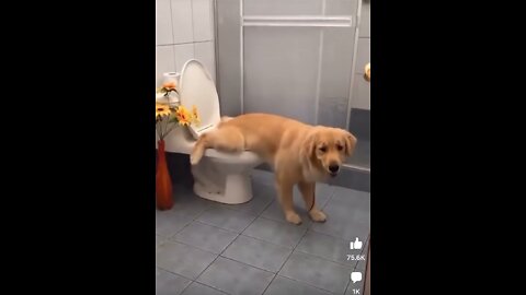 Dog in the toilet🤣