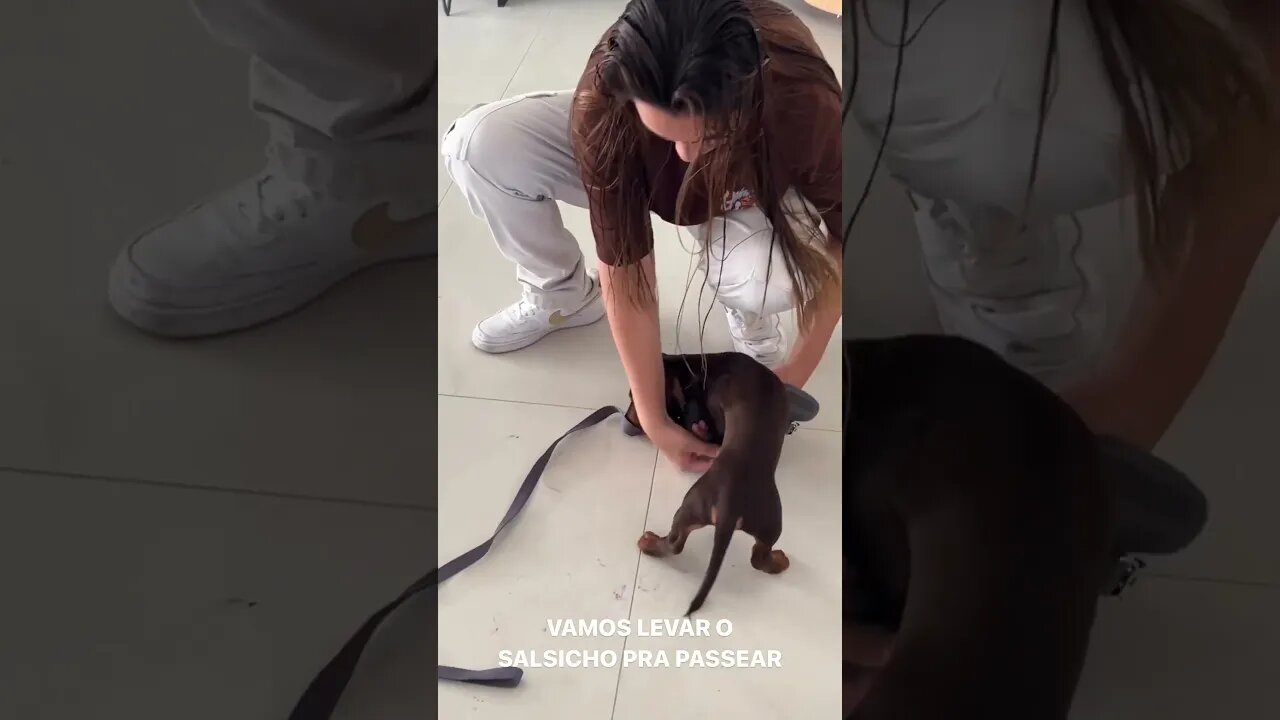 levado o salsicho para passear