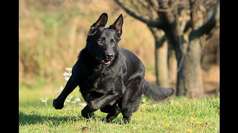 My dog Cute puppy Funny Video 2022