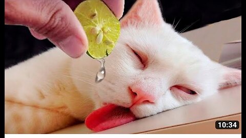 New funny animals video
