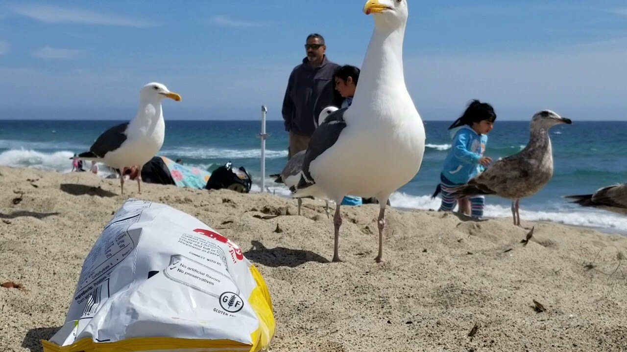 Seagulls fighting over chips