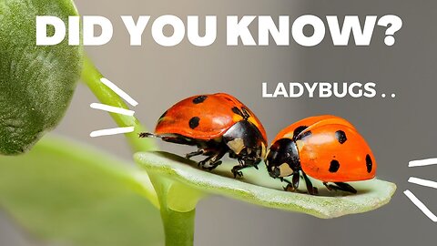 Music Favorites. Lady Bug-Or coccineus. 2024.Don't fly away. need you to stay