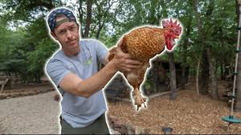 BACKYARD ROOSTER CATCH CLEAN & COOK | NOT WHAT I EXPECTED!