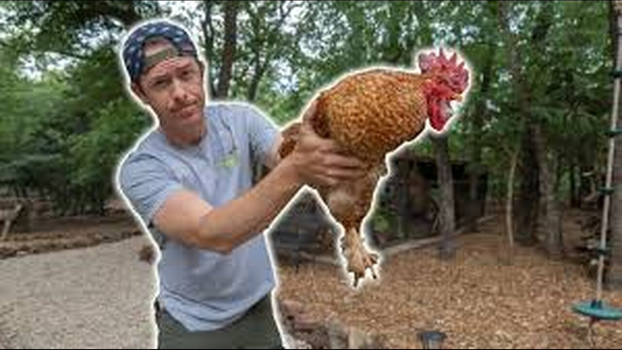 BACKYARD ROOSTER CATCH CLEAN & COOK | NOT WHAT I EXPECTED!