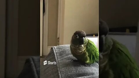 My bird attempting to eat a feather 🪶