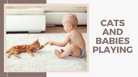 Cats and Babies Playing