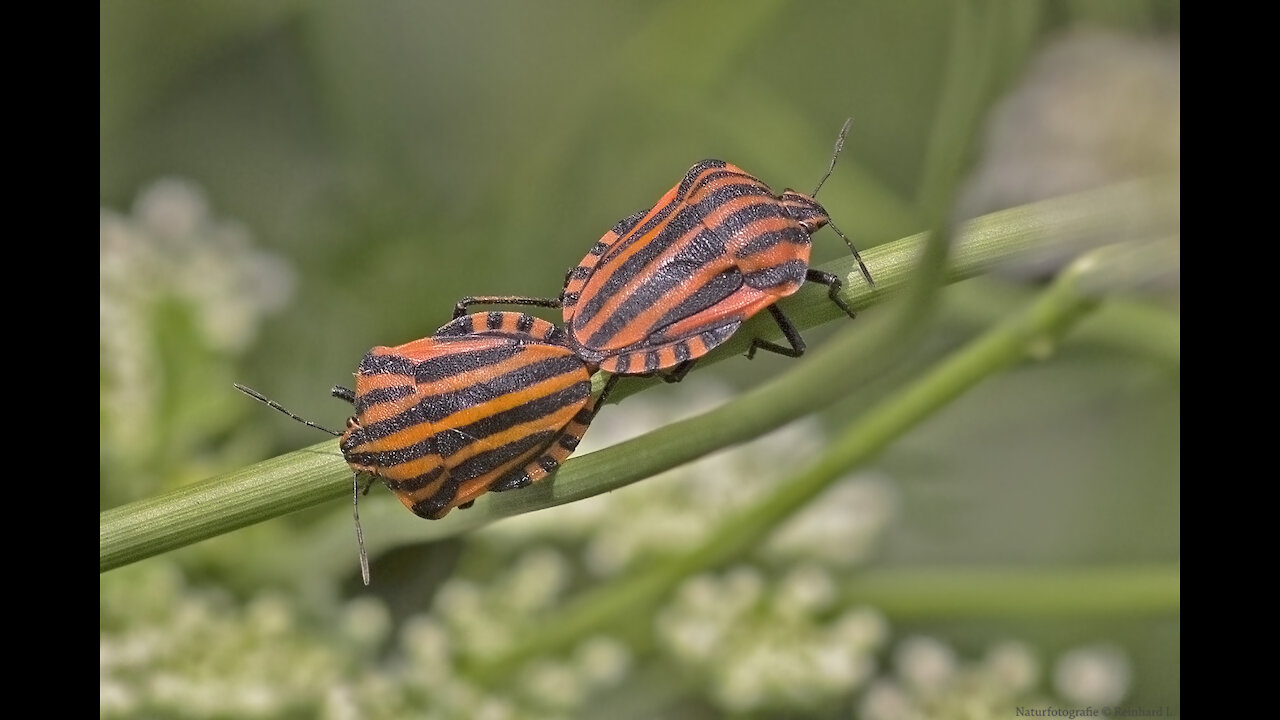 Garten Insekten