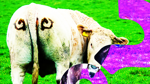 HowStuffWorks NOW: Painted Cow Butt Eyes May Deter Lion Attacks
