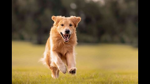 Golden retriever is different ♥️♥️🤓