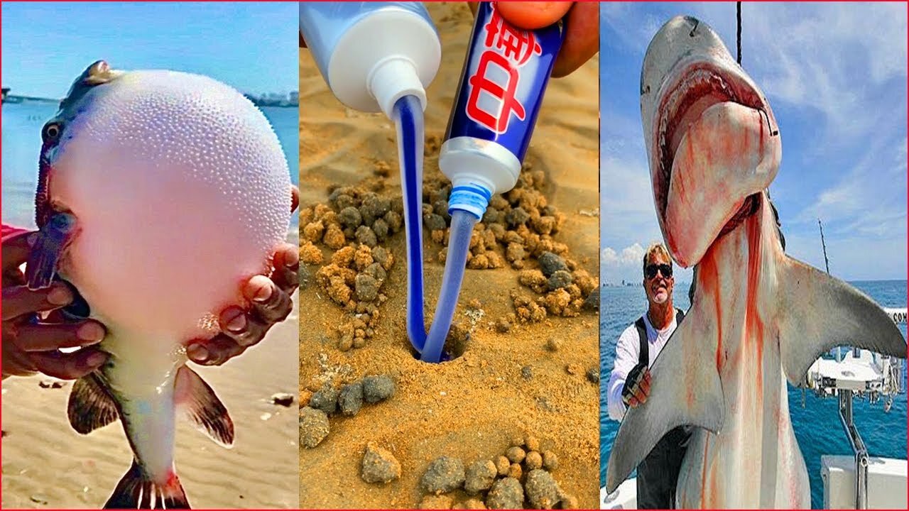 Catching Seafood 🦀🐙 ( Crocodiles, Octopus Eat People - Tik Tok #003