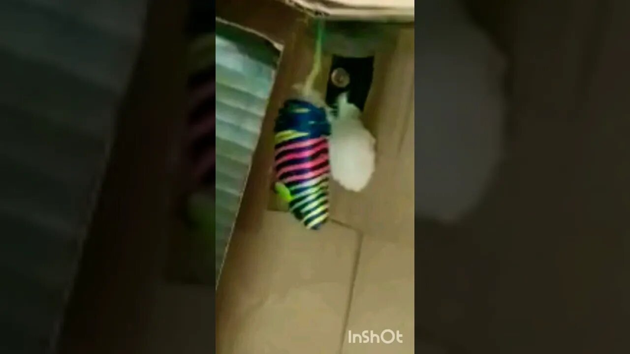 Gato Bartolomeu Tunico brincando na caixa 😸