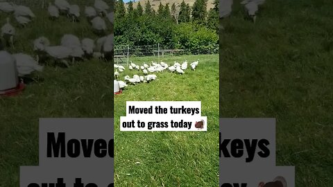 #turkeys #turkey #pastureraised #homesteading #homesteadlife #farm #farmlife #farmanimals #cute