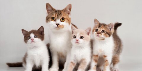 Funniest and Cutest Pet Compilation #4