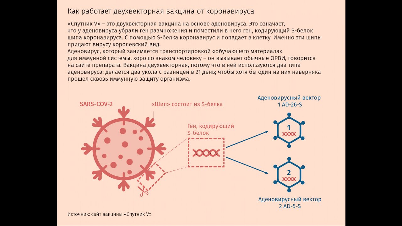 Елена Калле "О новых аденовирусных векторных вакцинах"