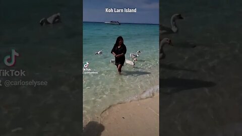 Koh Larn Geese Feeding #kohlarn #geese #thailand #pattaya #lifestylechange #carloselysee