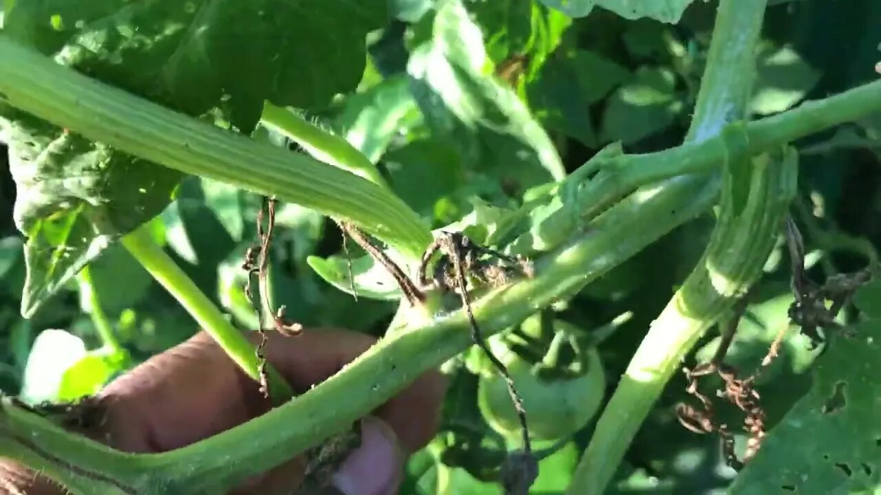 How to Support your Growing Plants in the Garden