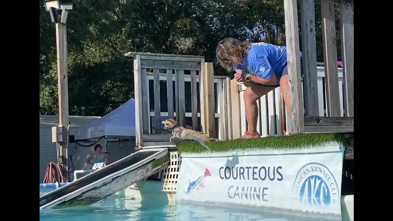 Funny Chihuahua Out Jumps Great Dane at NADD Dock Diving Qualifying