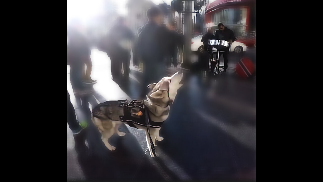 Siberian husky jamming with street performers after a long walk!