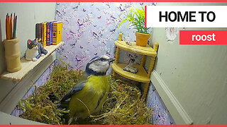 A novel birdbox resembling a sitting room is being nested in by blue tits