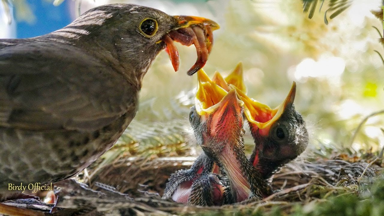 How do birds feed their young?🐦