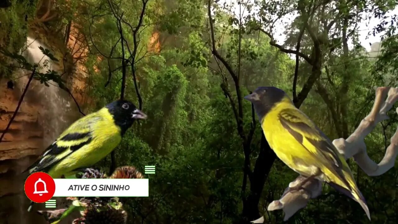 canto pintassilgo mateiro com metálico para encarte