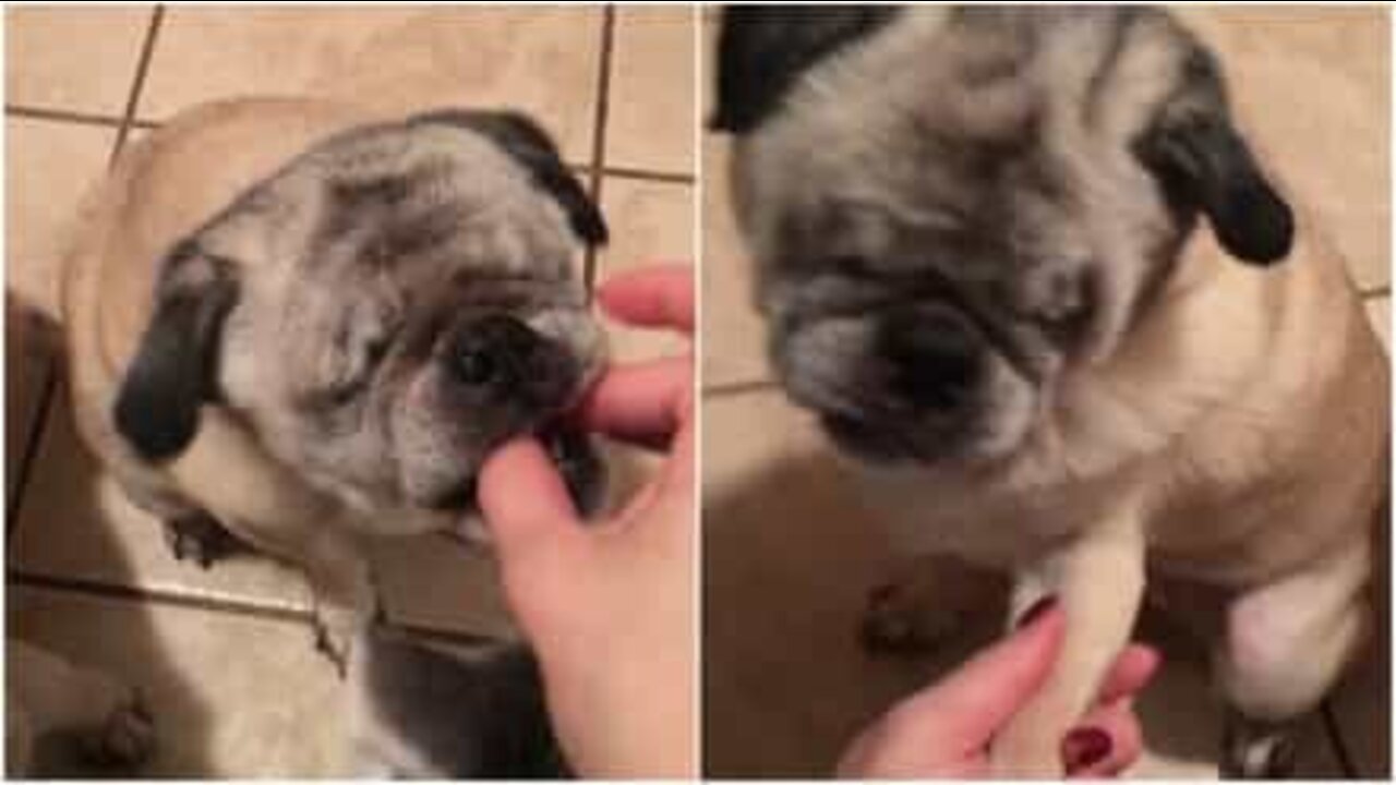 Blind pug får en ny sjanse i livet