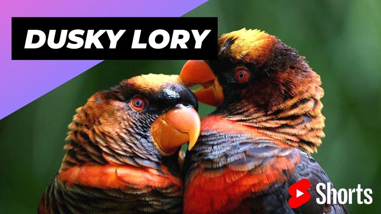 Dusky Lory 🦜 One Of The Most Beautiful Parrots In The World #shorts #duskylory #parrot