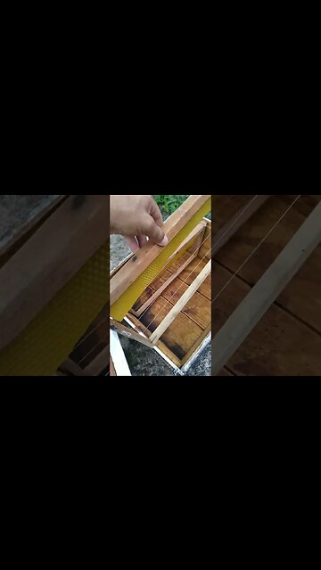 Capturar enxame usando cera alveolada Caixa padrão