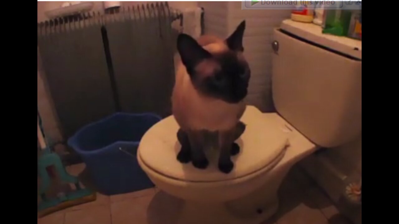 Teaching cats to use the toilet!