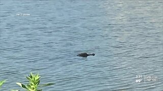 Pasco man saves his dog from an alligator