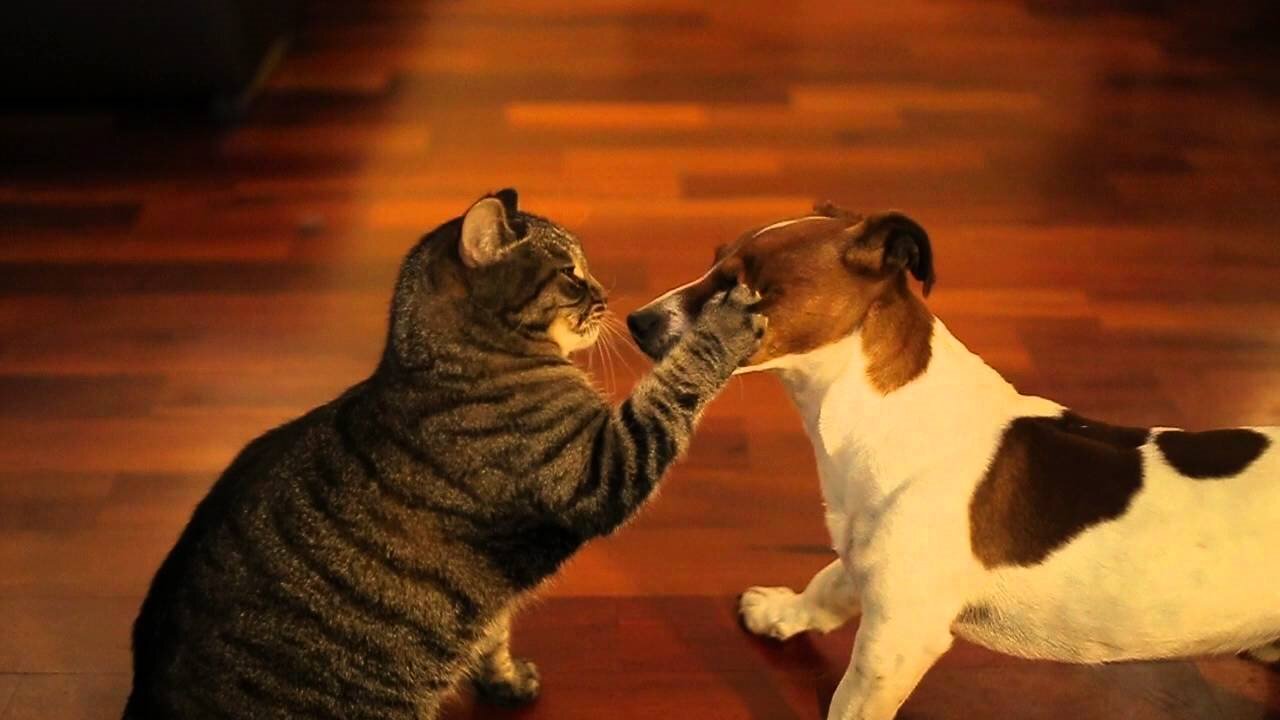 Cat slaps dog.# shorts