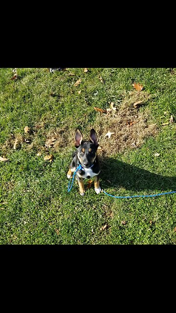 Luna and the Back cue.