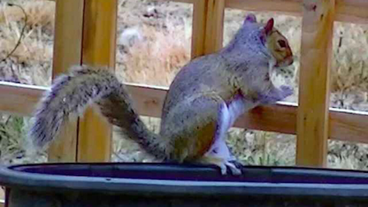 IECV NV #136 - 👀 Grey Squirrel Time In The Backyard 🐿️ 2-11-2016