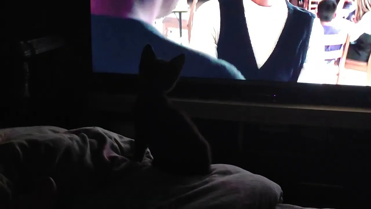 Смотрим кинушку / funny kitten / cat #Nashvi #cat #kitten