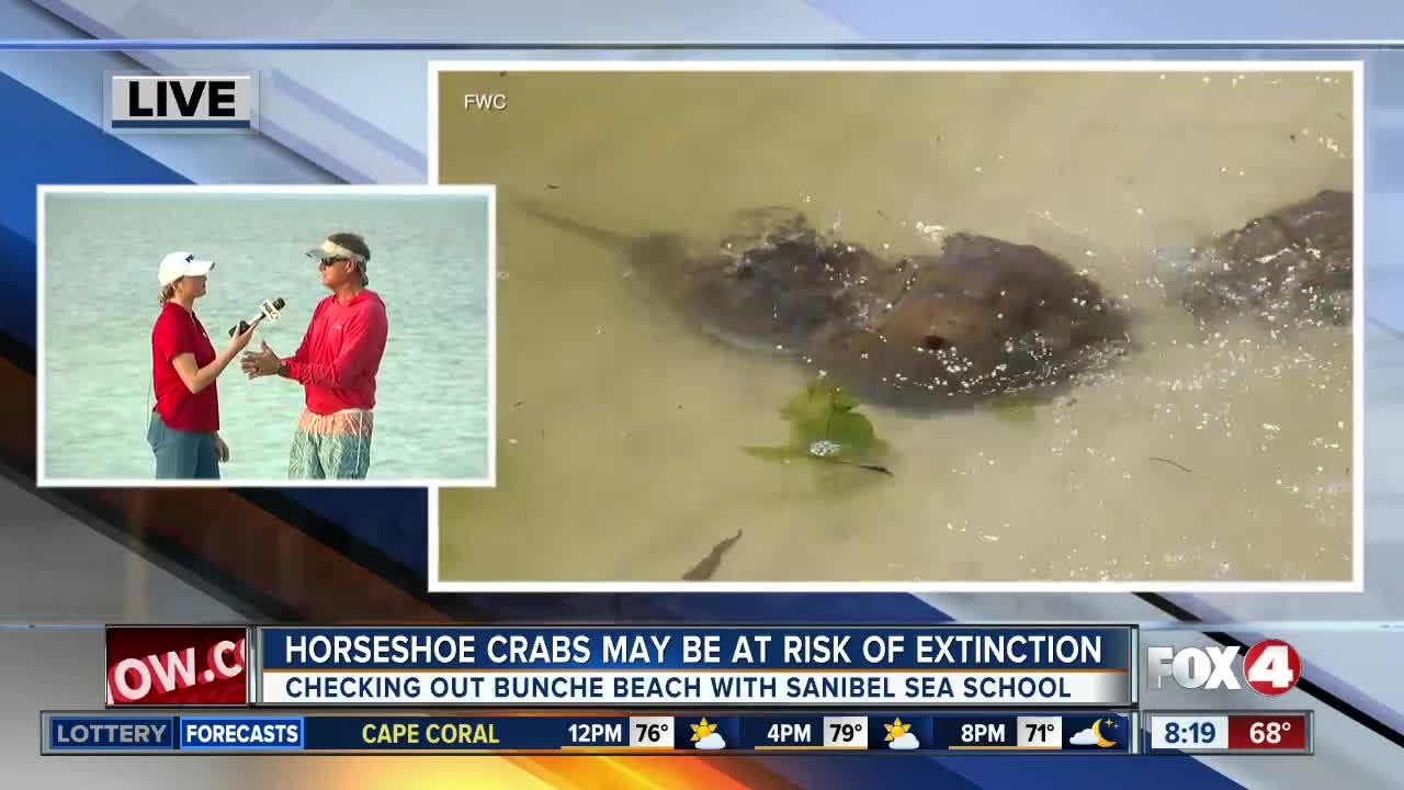 FWC asking for community help to track horseshoe crab population in SWFL