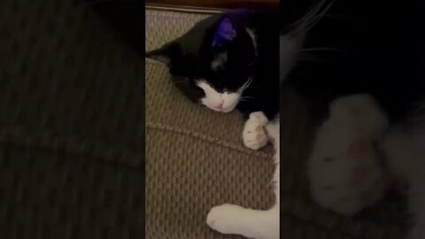 Cat Purring 😻