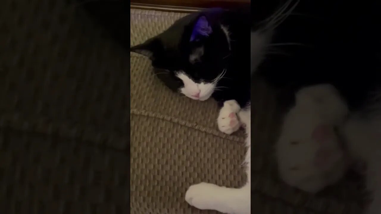 Cat Purring 😻