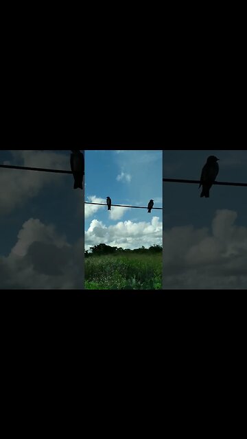 Aquele pássaro que dizem que um só não faz Verão #shorts