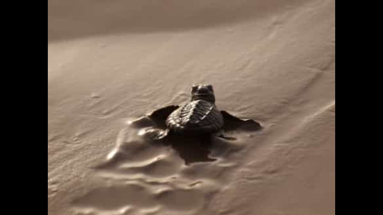 Filhotes de tartaruga seguem para o mar em praia na Flórida