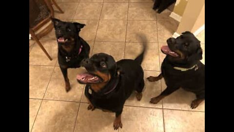 Rottweilers explodem de alegria com o regresso da dona