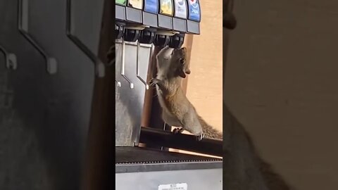 Thirsty squirrel 🐿️