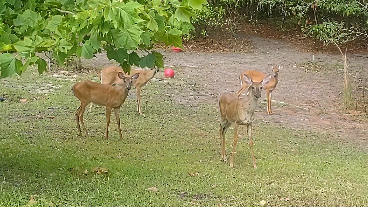 FL Deer in the yard 6/24