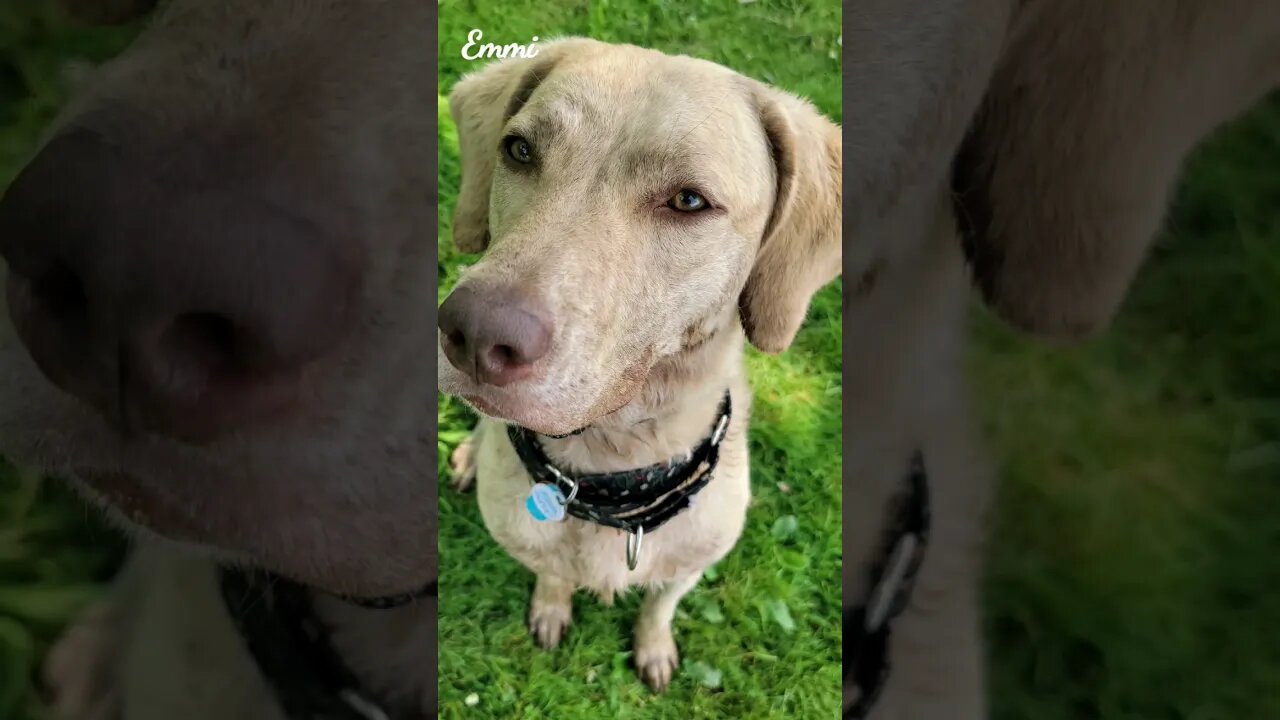 Sweet Emmi 🐾 ❤️ #chesapeakebayretriever #goodmorningsunshines