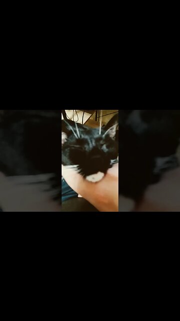 kitty on my lap #shortsfeed #cat #shortsvideo #kitty #youtubeshorts #catshorts #catvideos